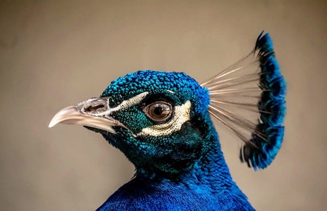 三年级班队工作计划