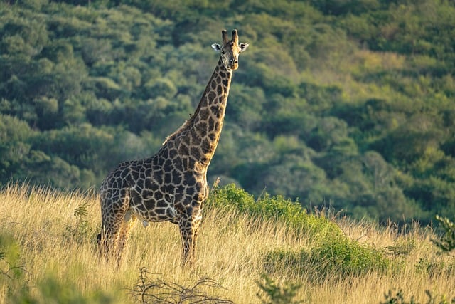 WEB服务器多框架解决方案