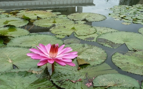白色情人节祝福语集锦-春林公文网