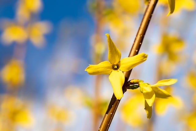 中外专有技术许可合同(2)