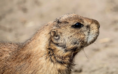 情人节约会招式-春林公文网