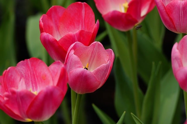 关于二月二祝福问候语