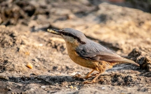 学校五一劳动节活动总结-春林公文网