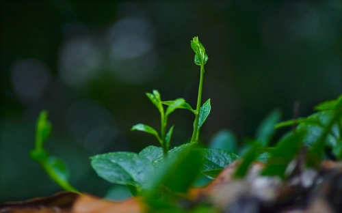 植树节通知-春林公文网