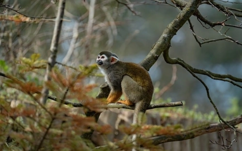 新党员入党程序范文-春林公文网