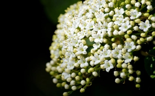 2020初中元宵节联欢晚会主持稿开场白-春林公文网