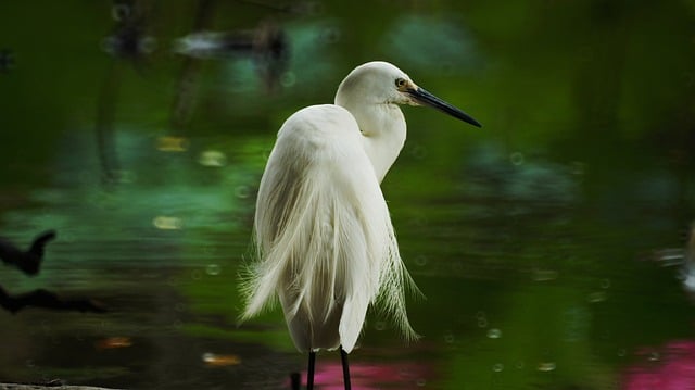 中外专有技术许可合同(2)