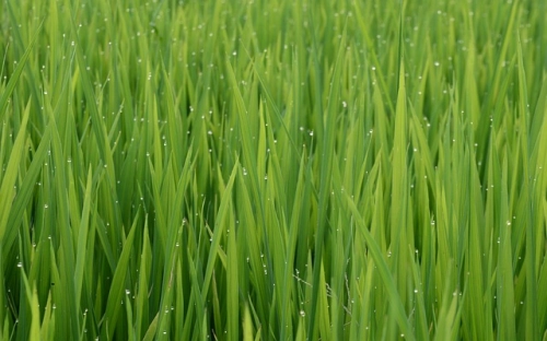 中学“迎五一、庆五四”校园歌手选拔赛活动方案-春林公文网