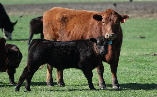 农村入党申请书1500字范文-春林公文网