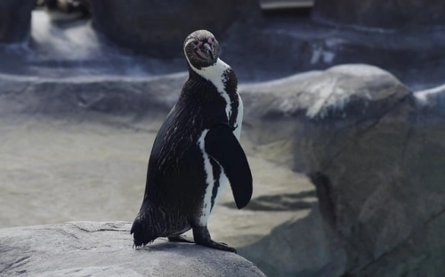 06年入党转正申请书范例-春林公文网