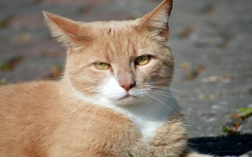 程序员实习总结四篇-春林公文网