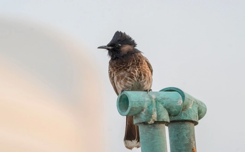 2019年教师节红领巾广播稿范文-春林公文网