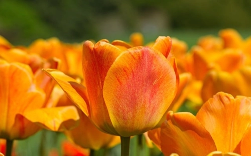 2010级新生军训感言-春林公文网