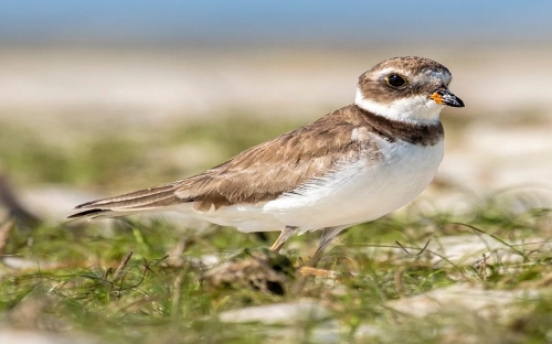圣诞节快乐的问候祝福语-春林公文网