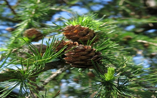 2012年区纪委班子述职述廉报告-春林公文网