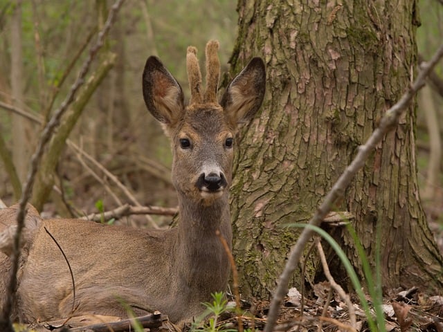2017年世界森林日防火宣传标语