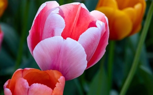 运动会口号和标语-春林公文网