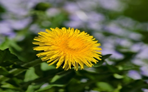 2012年10月大学生入党志愿书-春林公文网