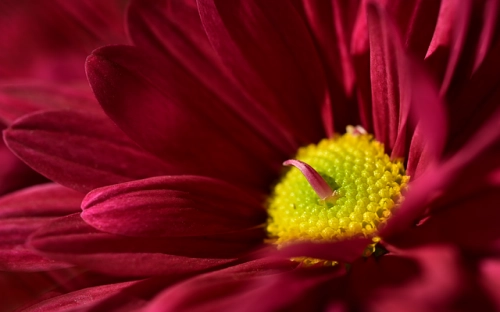 区委主任述廉报告-春林公文网