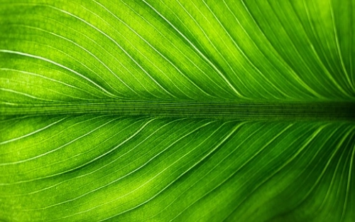 2018年大学生植树节宣传植树标语-春林公文网