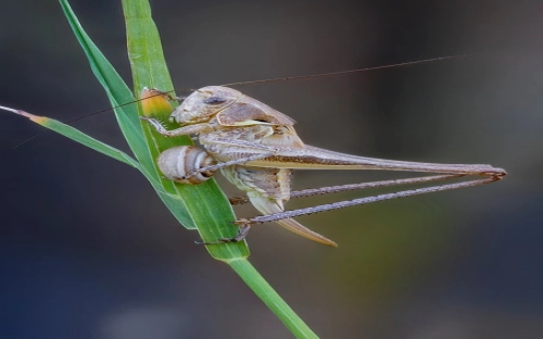 2013年母亲节祝福语-春林公文网