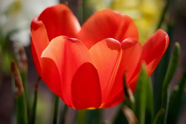 大学生入党申请书1000字范本