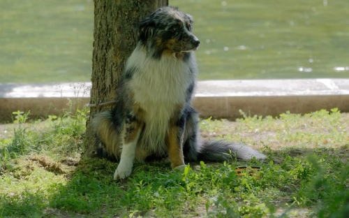 小学生六一诗朗诵 儿童节诗歌大全-春林公文网