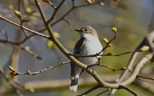 清明节祭扫烈士墓主持词-春林公文网