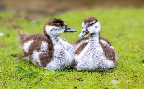 世界地球日的主题班会-春林公文网