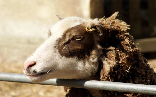 上半年全区畜牧工作总结-春林公文网