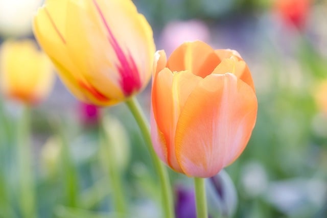 2022女生节祝福文案简短温馨  女生节祝福文案大全