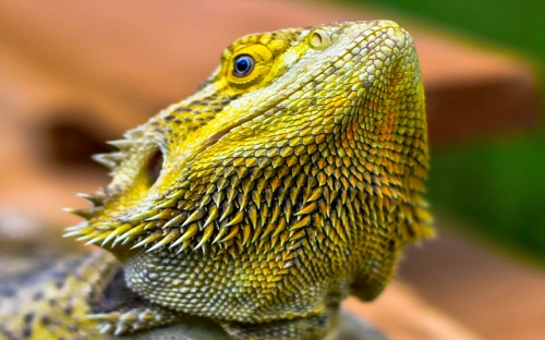 采油大队五四红旗团支部申报材料-春林公文网