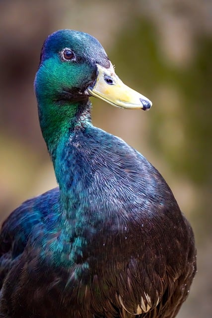 一封关于交警入党转正申请书