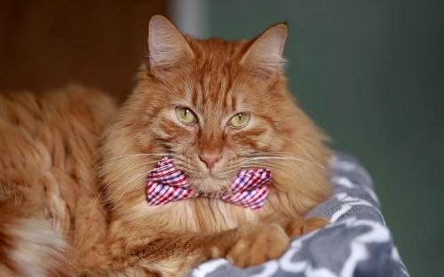 清明节个人活动总结-春林公文网