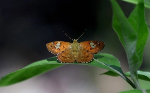 简明商业计划书-春林公文网