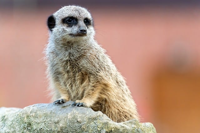 公务员入党申请书范文 公务员入党申请书2021最新版