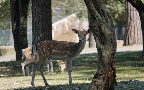 父亲节贺卡祝福语句-春林公文网