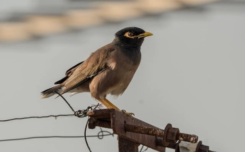 公路段路政法规科2008年上半年工作总结-春林公文网