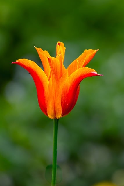 两优一先表彰大会讲话 两优一先表彰大会主持词