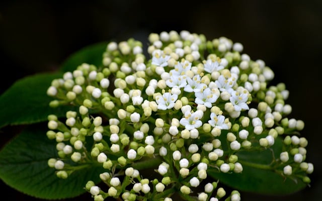 2020初中元宵节联欢晚会主持稿开场白