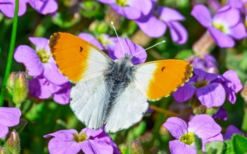财会专业大学毕业生寒假实习报告-春林公文网
