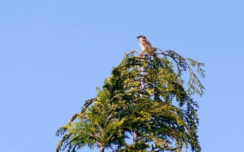 关于实习周记汇总八篇-春林公文网