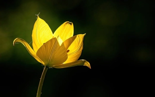 教师节主题活动策划方案-春林公文网