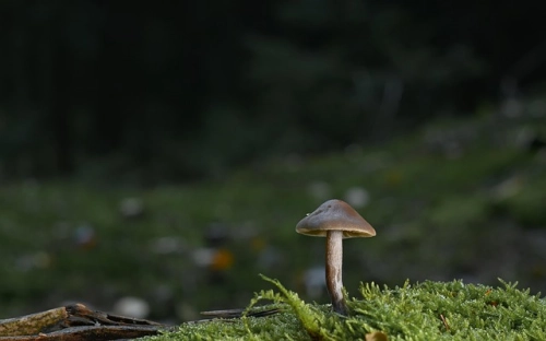 辽宁省森林资源流转办法-春林公文网