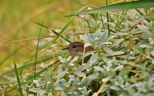 2021五四青年节活动策划方案模板(通用3篇)-春林公文网