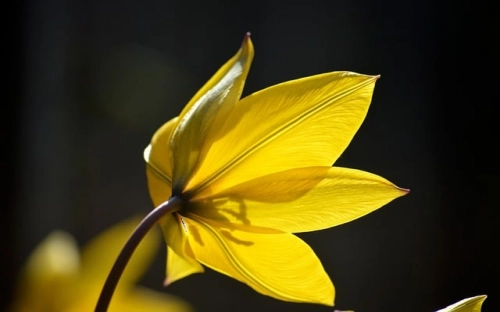 幼儿园小班感恩节活动策划书-春林公文网