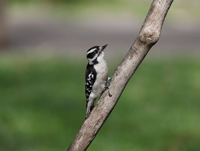 口腔医学院工会2004年工作计划
