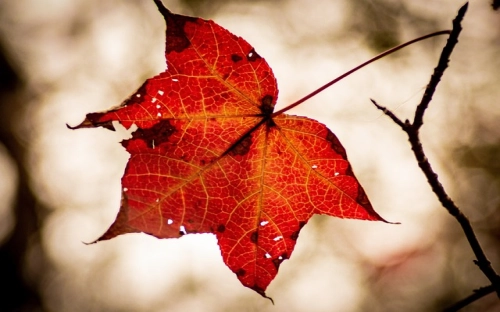 感恩节风俗-春林公文网