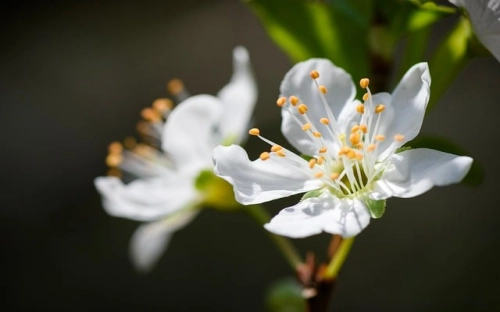 中学植树节活动方案-春林公文网
