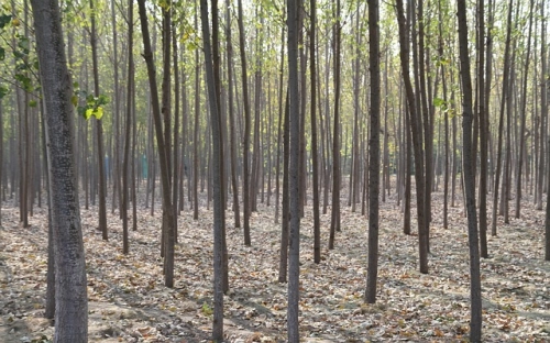 三八节有感-春林公文网